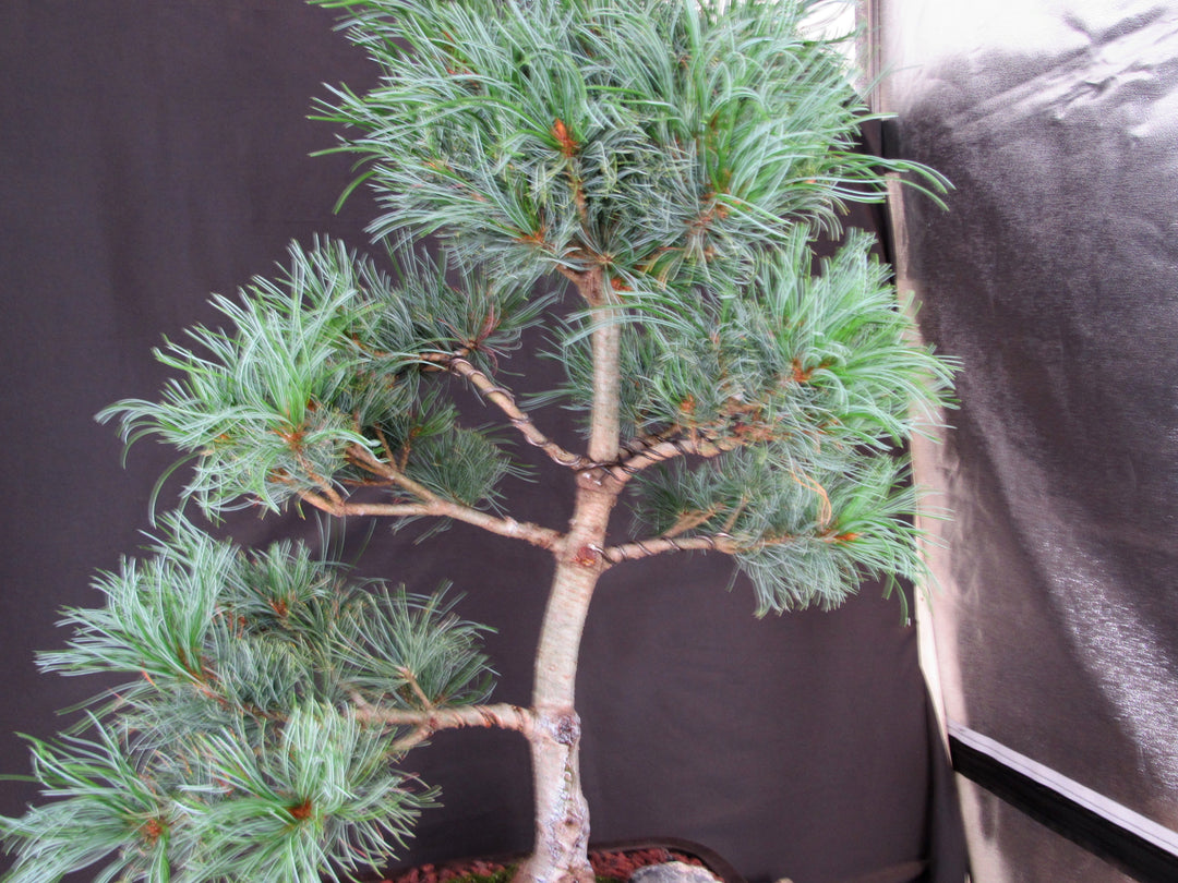 35 Year Old Japanese White Pine Specimen Bonsai Tree - Branches