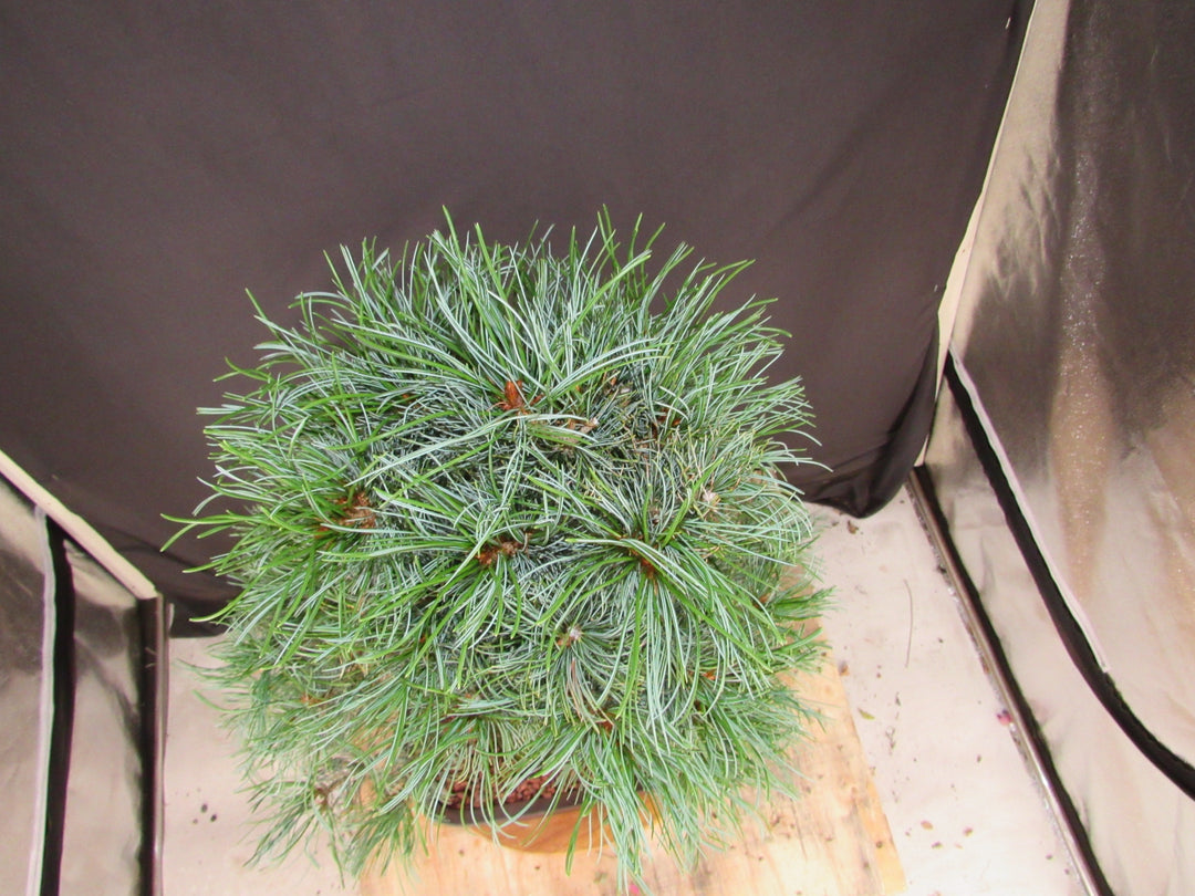 35 Year Old Japanese White Pine Specimen Bonsai Tree - Canopy