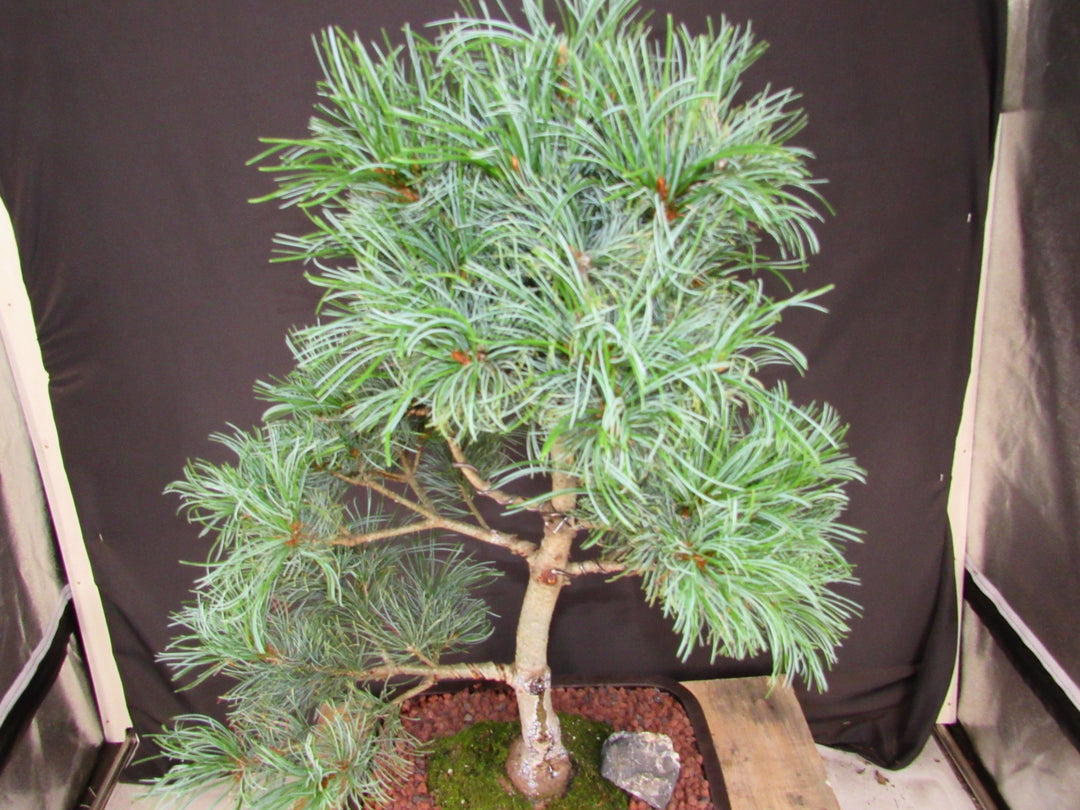 35 Year Old Japanese White Pine Specimen Bonsai Tree - Foliage