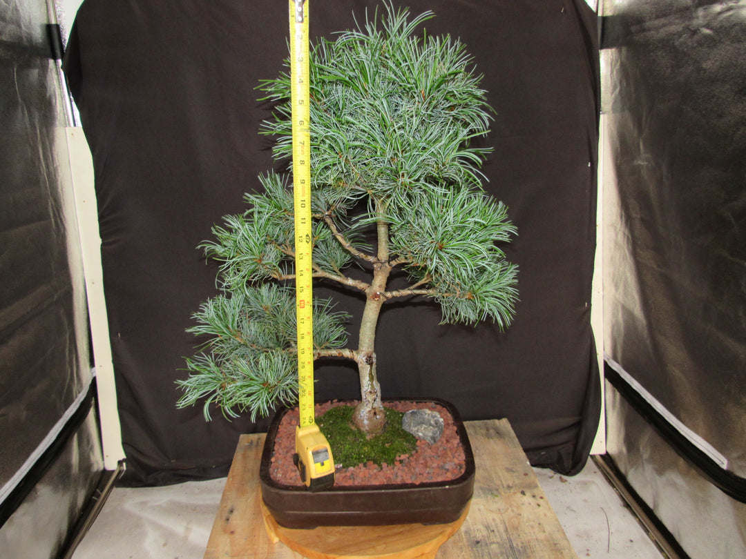35 Year Old Japanese White Pine Specimen Bonsai Tree - Height