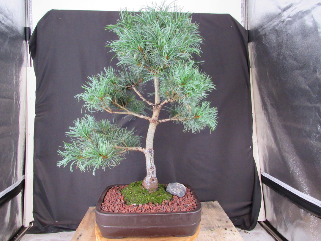 35 Year Old Japanese White Pine Specimen Bonsai Tree - Profile