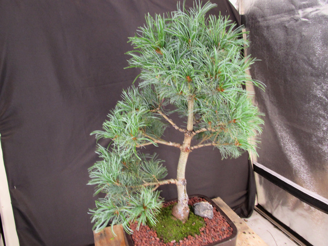 35 Year Old Japanese White Pine Specimen Bonsai Tree - Side