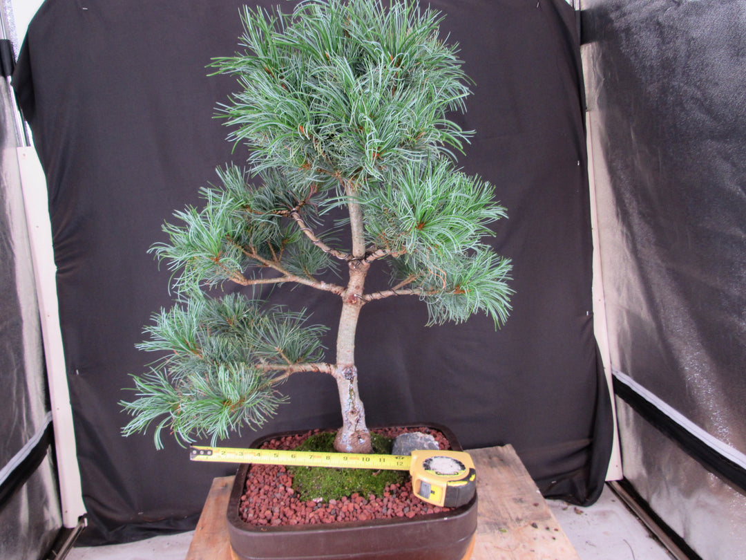 35 Year Old Japanese White Pine Specimen Bonsai Tree - Size