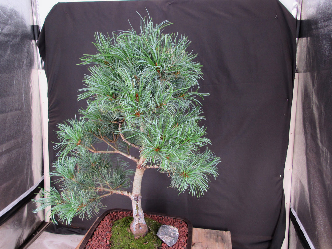 35 Year Old Japanese White Pine Specimen Bonsai Tree - Softer View