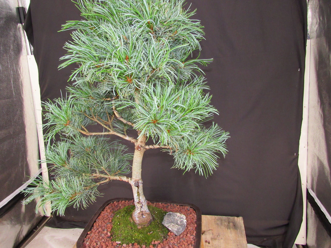 35 Year Old Japanese White Pine Specimen Bonsai Tree - Stronger Side