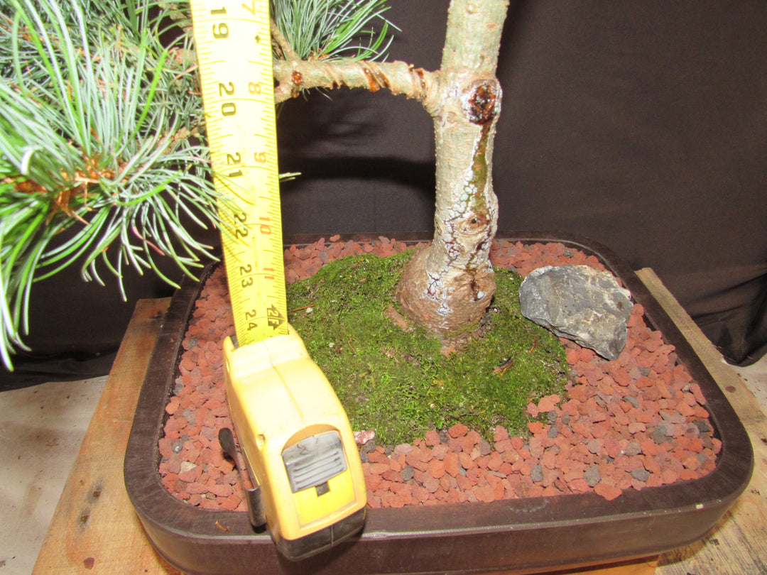 35 Year Old Japanese White Pine Specimen Bonsai Tree - Tall