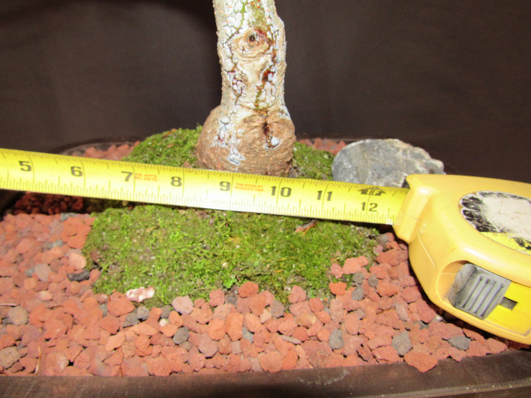 35 Year Old Japanese White Pine Specimen Bonsai Tree - Width