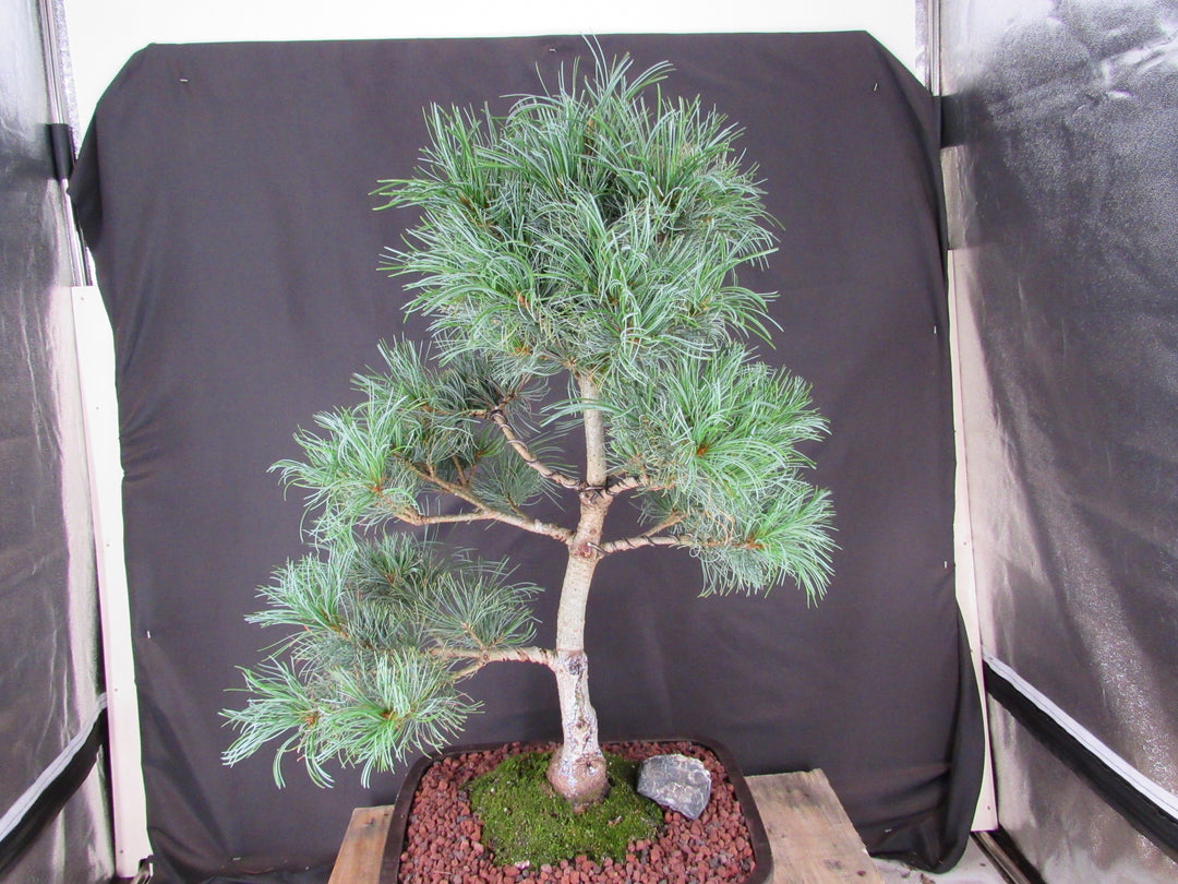 35 Year Old Japanese White Pine Specimen Bonsai Tree