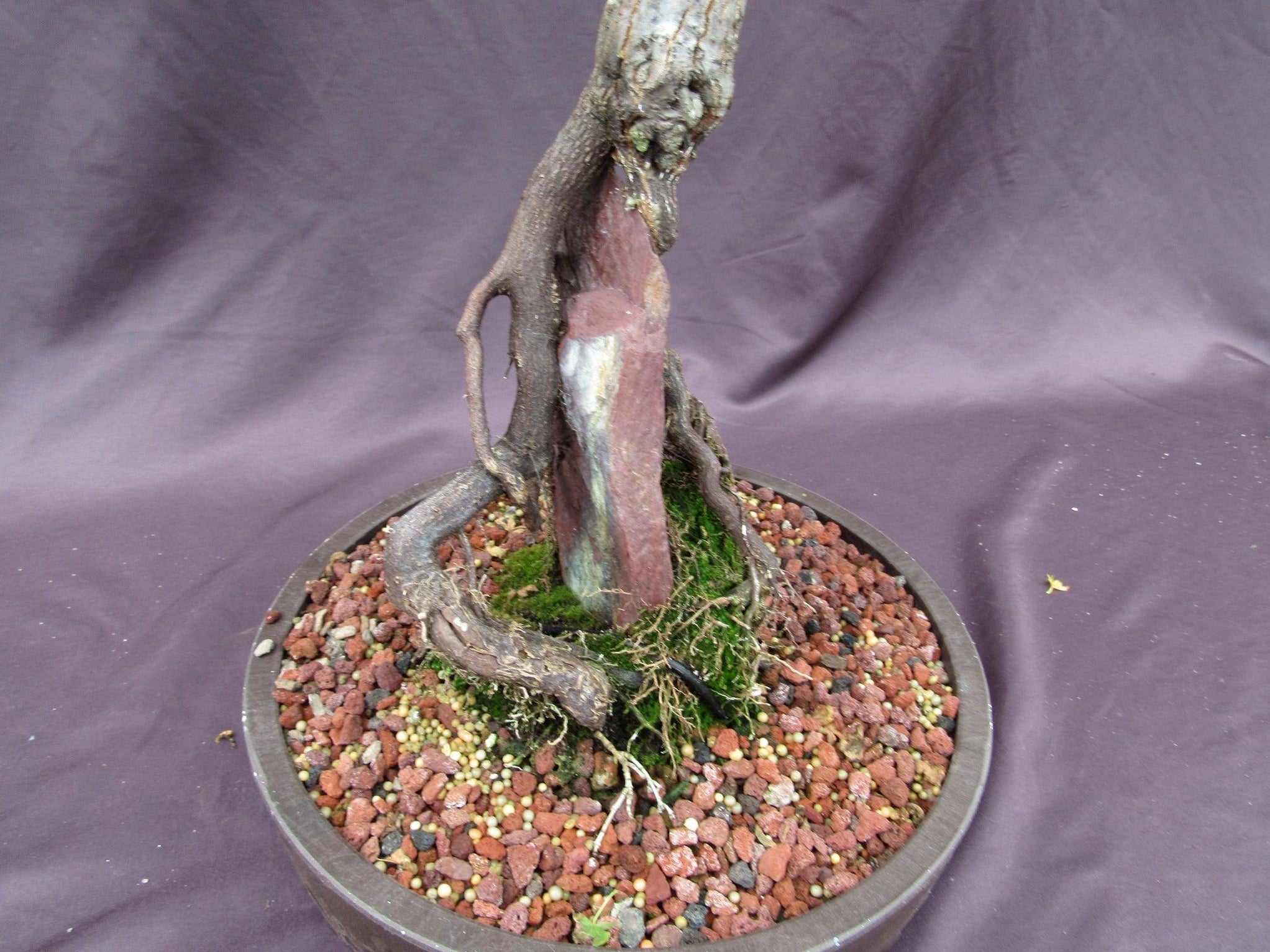 36 Year Old Beni Hime Dwarf Japanese Maple Root Over Rock Specimen Bon