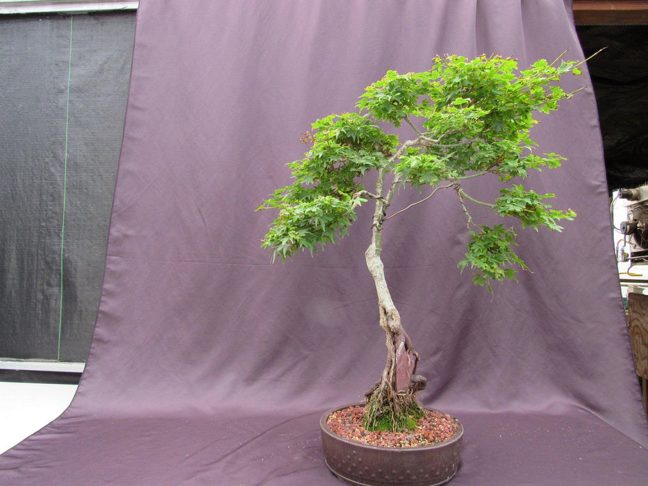 36 Year Old Beni Hime Dwarf Japanese Maple Root Over Rock Specimen Bonsai Tree Profile