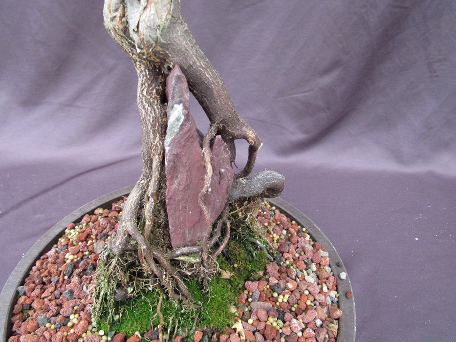 36 Year Old Beni Hime Dwarf Japanese Maple Root Over Rock Specimen Bonsai Tree Rock Back
