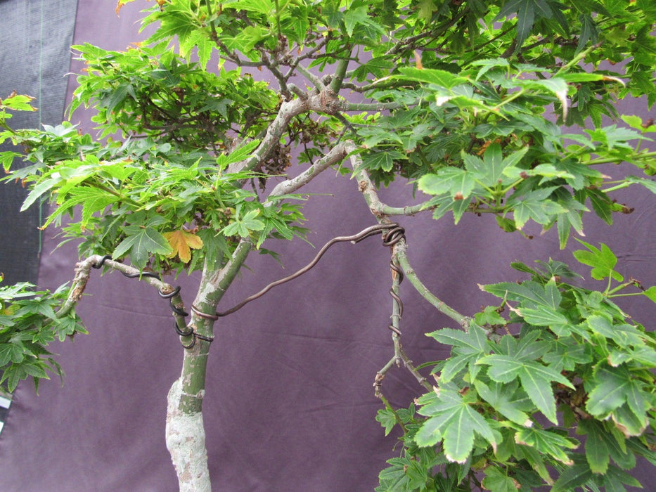 36 Year Old Beni Hime Dwarf Japanese Maple Root Over Rock Specimen Bonsai Tree Branch Bending