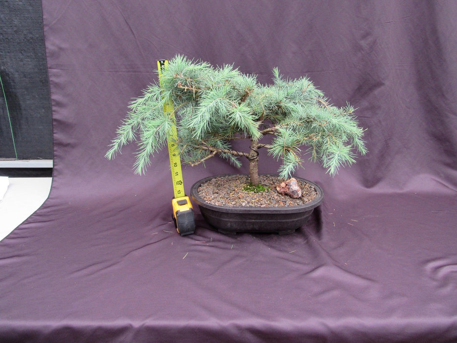 36 Year Old Himalayan Cedar Formal Upright Specimen Bonsai Tree Height