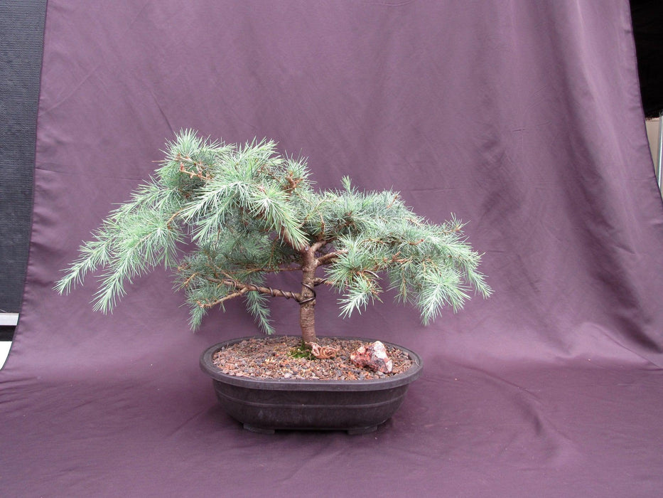 36 Year Old Himalayan Cedar Formal Upright Specimen Bonsai Tree Profile