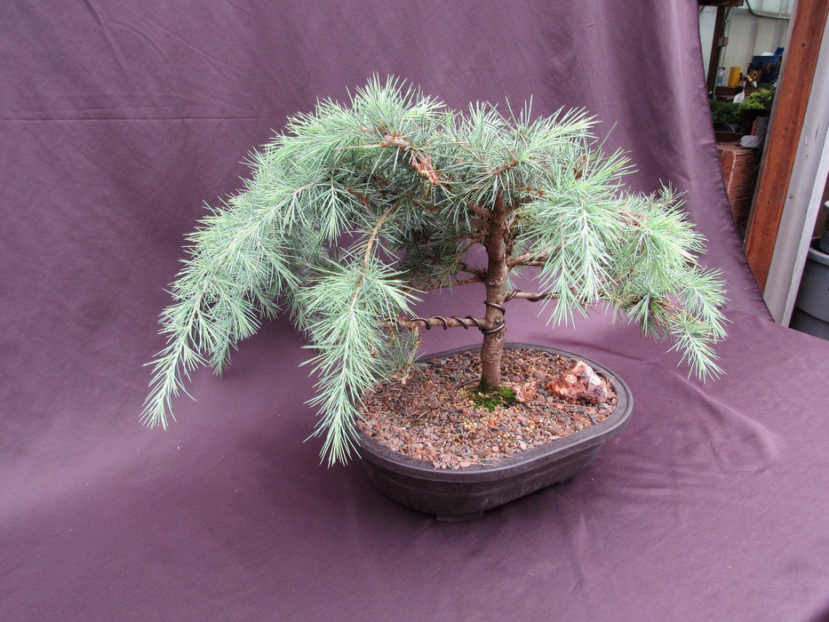 36 Year Old Himalayan Cedar Formal Upright Specimen Bonsai Tree Side