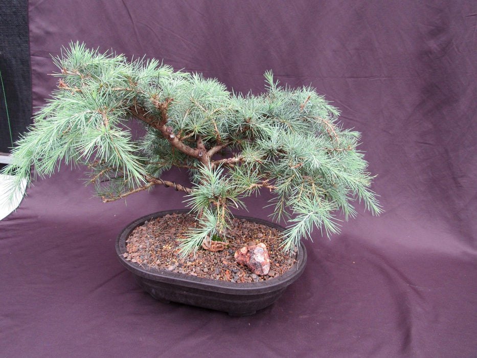 36 Year Old Himalayan Cedar Formal Upright Specimen Bonsai Tree Softer Side