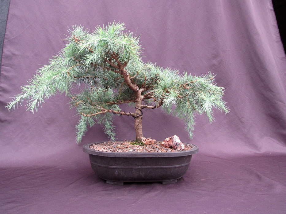 36 Year Old Himalayan Cedar Formal Upright Specimen Bonsai Tree Front