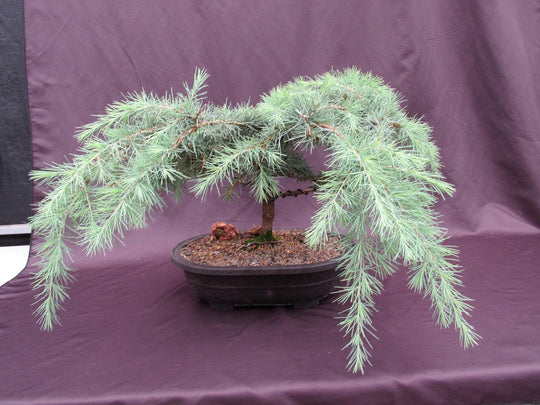 himalayan cedar bonsai tree 36 Year Old Himalayan Cedar Formal Upright Specimen Bonsai Tree