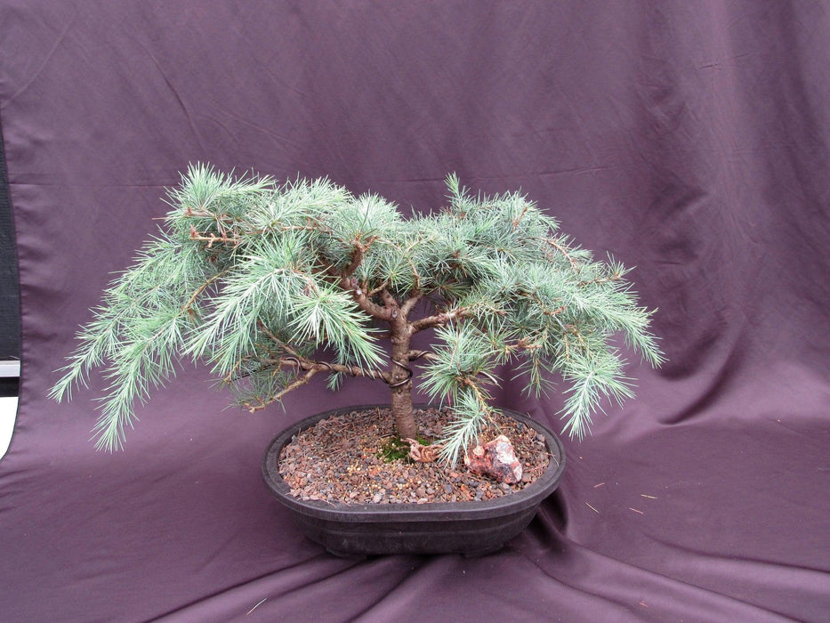 36 Year Old Himalayan Cedar Formal Upright Specimen Bonsai Tree Overview