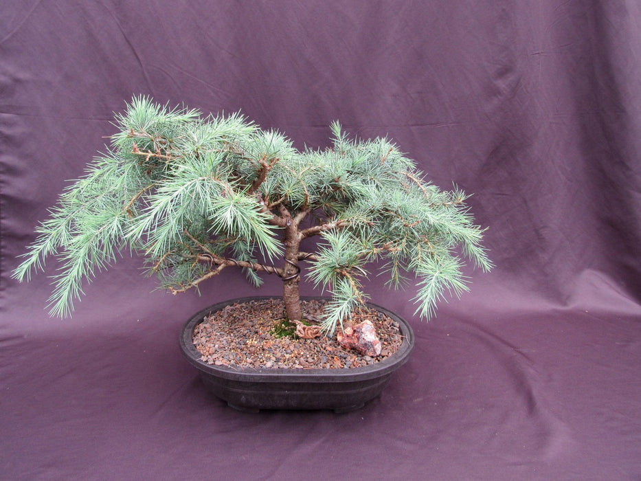36 Year Old Himalayan Cedar Formal Upright Specimen Bonsai Tree