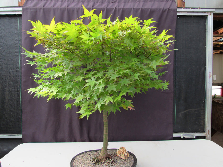 36 Year Old Shindeshojo Japanese Maple Specimen Bonsai Tree Full