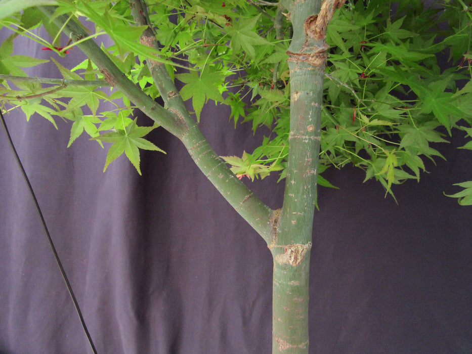 36 Year Old Shindeshojo Japanese Maple Specimen Bonsai Tree Branches