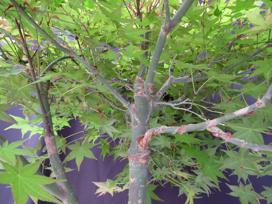 36 Year Old Shindeshojo Japanese Maple Specimen Bonsai Tree Wires Off