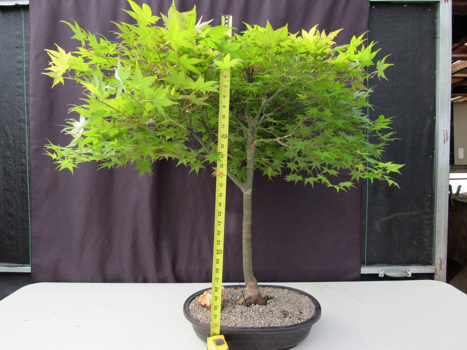36 Year Old Shindeshojo Japanese Maple Specimen Bonsai Tree Height