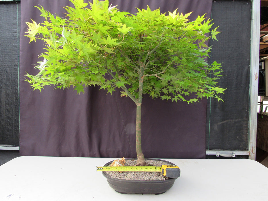 36 Year Old Shindeshojo Japanese Maple Specimen Bonsai Tree Width