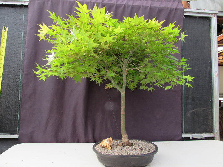 36 Year Old Shindeshojo Japanese Maple Specimen Bonsai Tree Profile