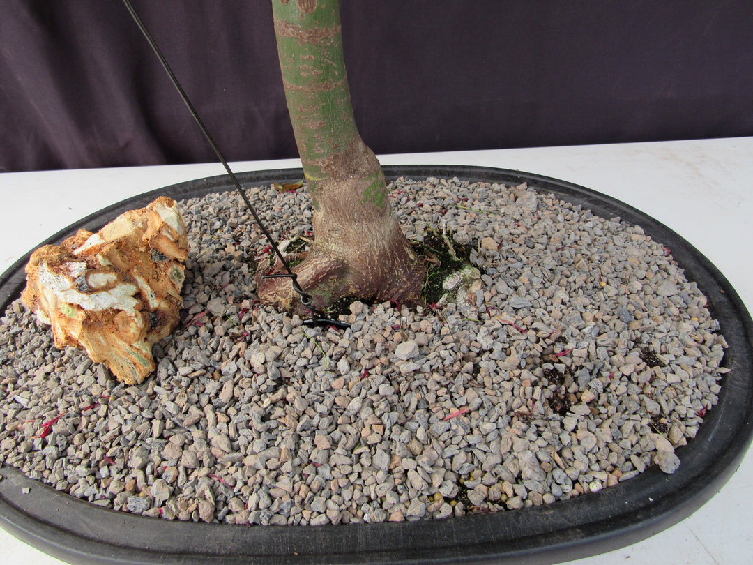 36 Year Old Shindeshojo Japanese Maple Specimen Bonsai Tree Trunk