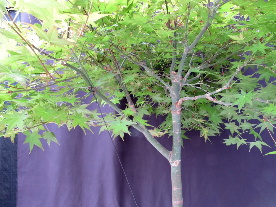 36 Year Old Shindeshojo Japanese Maple Specimen Bonsai Tree Leaves