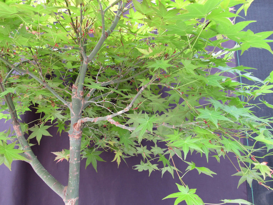 36 Year Old Shindeshojo Japanese Maple Specimen Bonsai Tree Underside