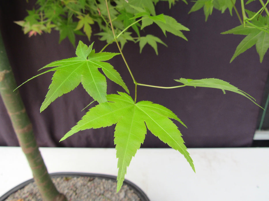 36 Year Old Shindeshojo Japanese Maple Specimen Bonsai Tree Green Leaves