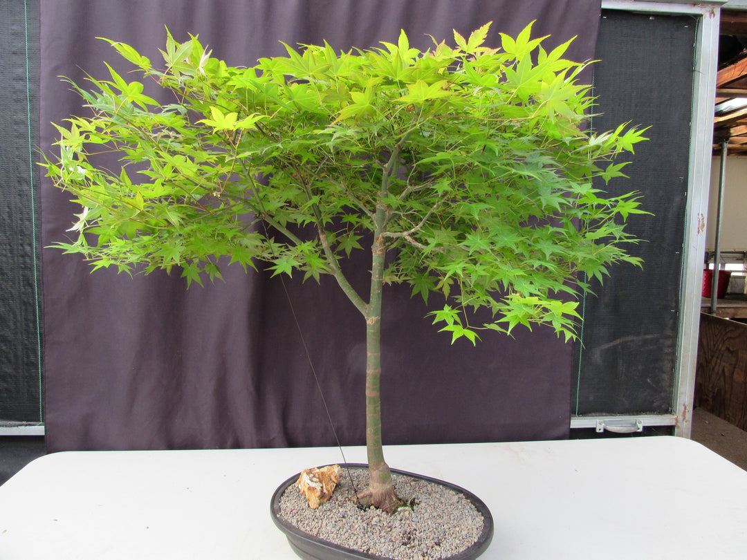 36 Year Old Shindeshojo Japanese Maple Specimen Bonsai Tree Soft Side