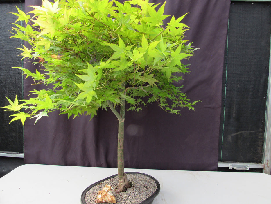 36 Year Old Shindeshojo Japanese Maple Specimen Bonsai Tree Strong Side
