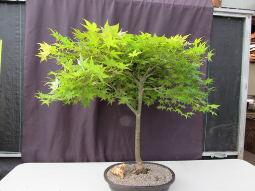 36 Year Old Shindeshojo Japanese Maple Specimen Bonsai Tree