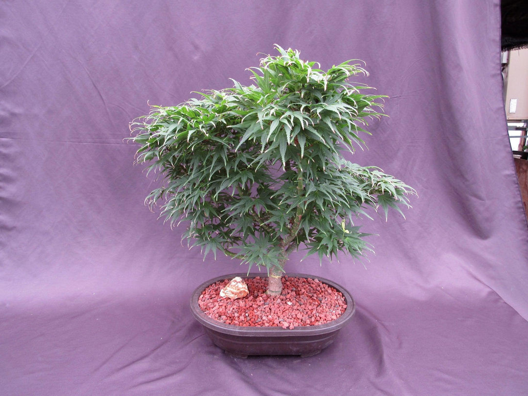 37 Year Old Mikawa Yatsubusa Japanese Maple Specimen Bonsai Tree Back