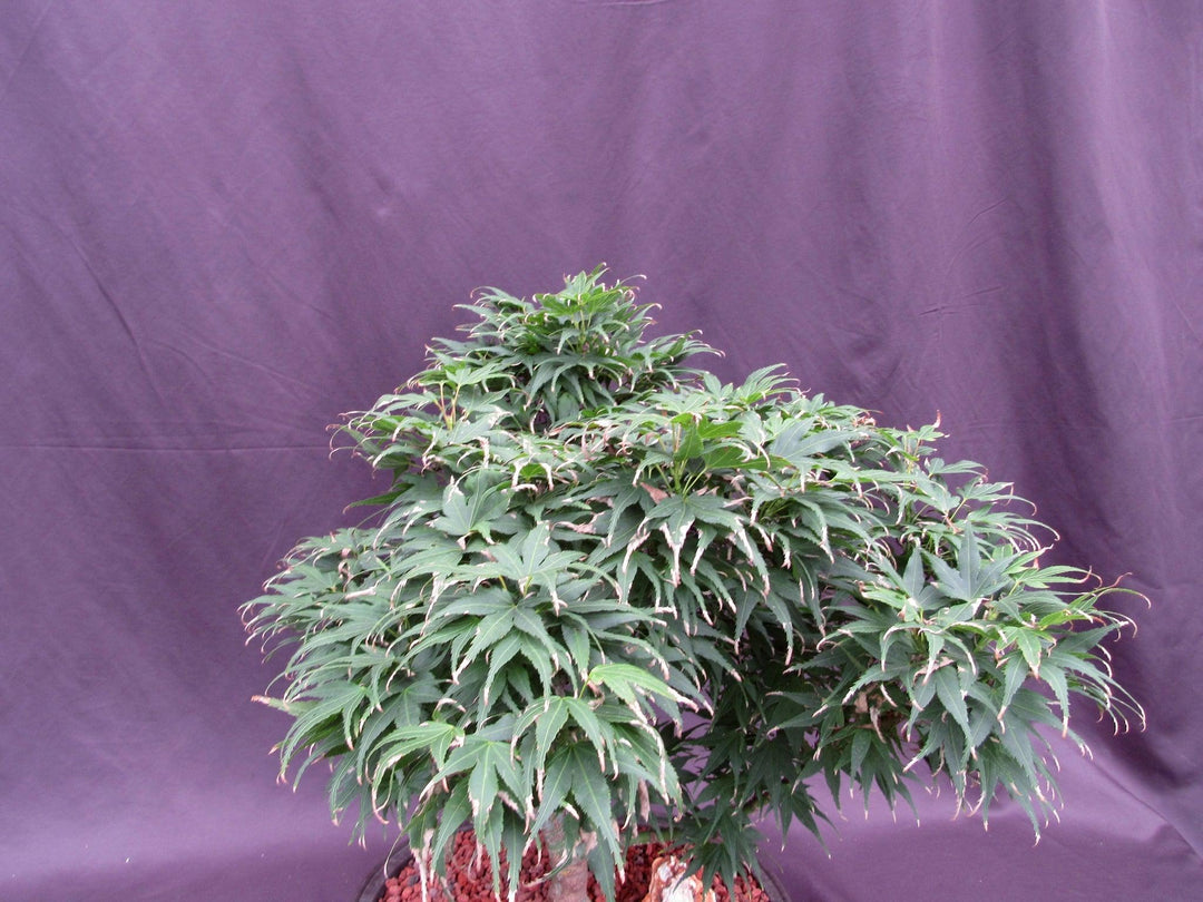 37 Year Old Mikawa Yatsubusa Japanese Maple Specimen Bonsai Tree Canopy