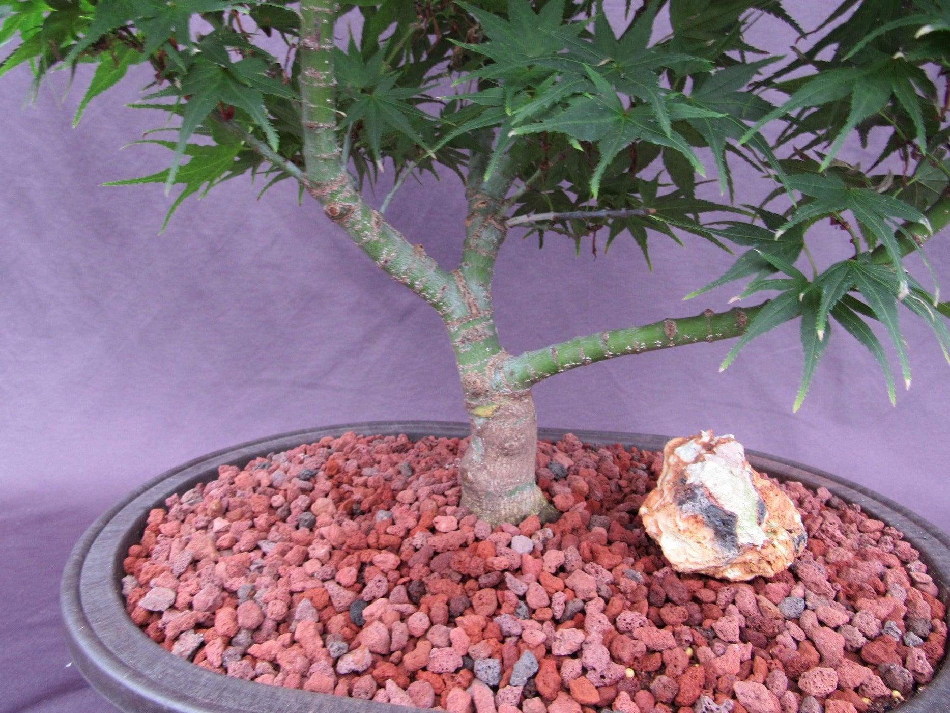 37 Year Old Mikawa Yatsubusa Japanese Maple Specimen Bonsai Tree