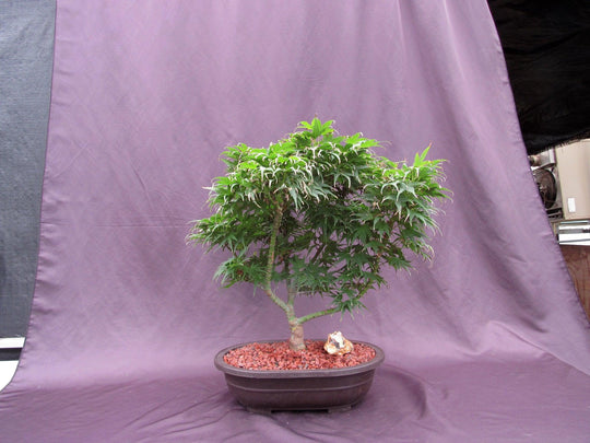 37 Year Old Mikawa Yatsubusa Japanese Maple Specimen Bonsai Tree