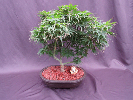 37 Year Old Mikawa Yatsubusa Japanese Maple Specimen Bonsai Tree