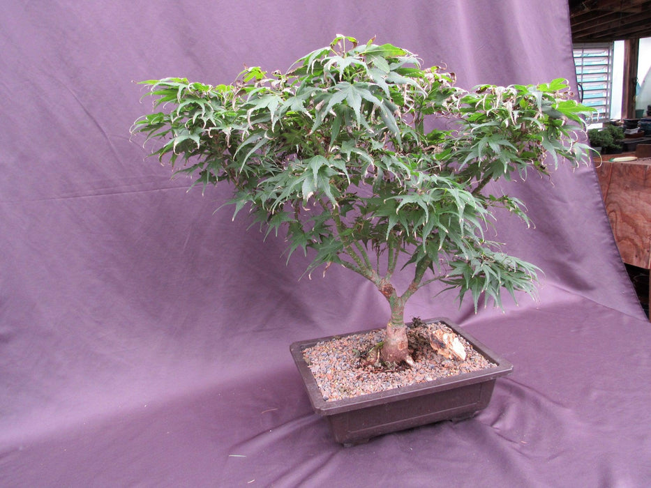 38 Year Old Mikawa Yatsubusa Japanese Maple Specimen Bonsai Tree Side