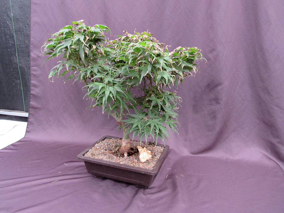 38 Year Old Mikawa Yatsubusa Japanese Maple Specimen Bonsai Tree Strong Side