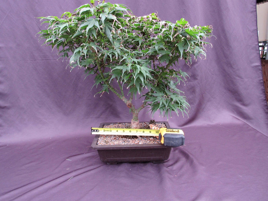 38 Year Old Mikawa Yatsubusa Japanese Maple Specimen Bonsai Tree Size