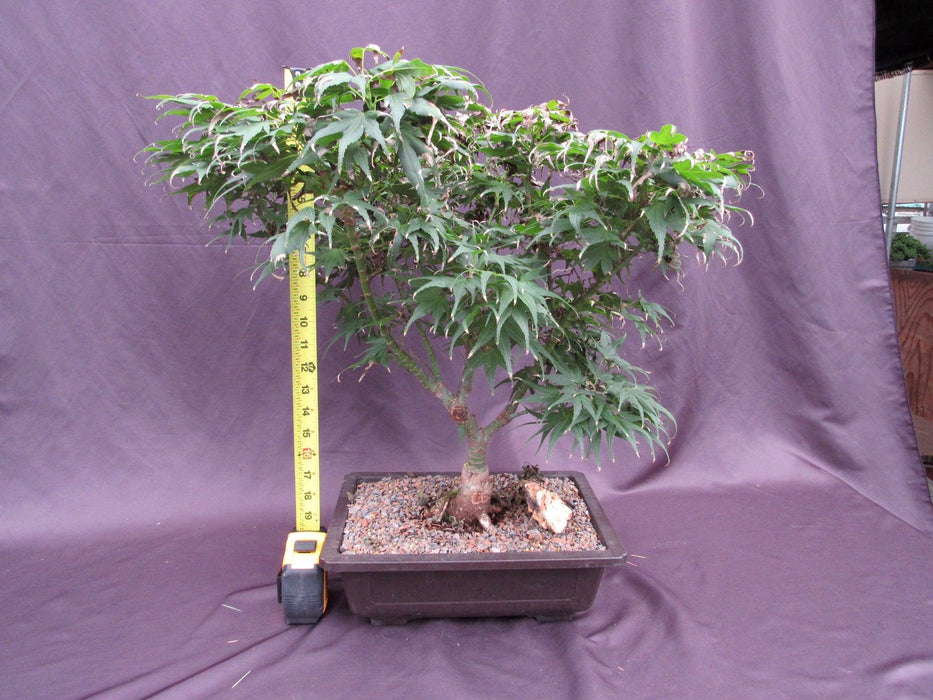 38 Year Old Mikawa Yatsubusa Japanese Maple Specimen Bonsai Tree Height