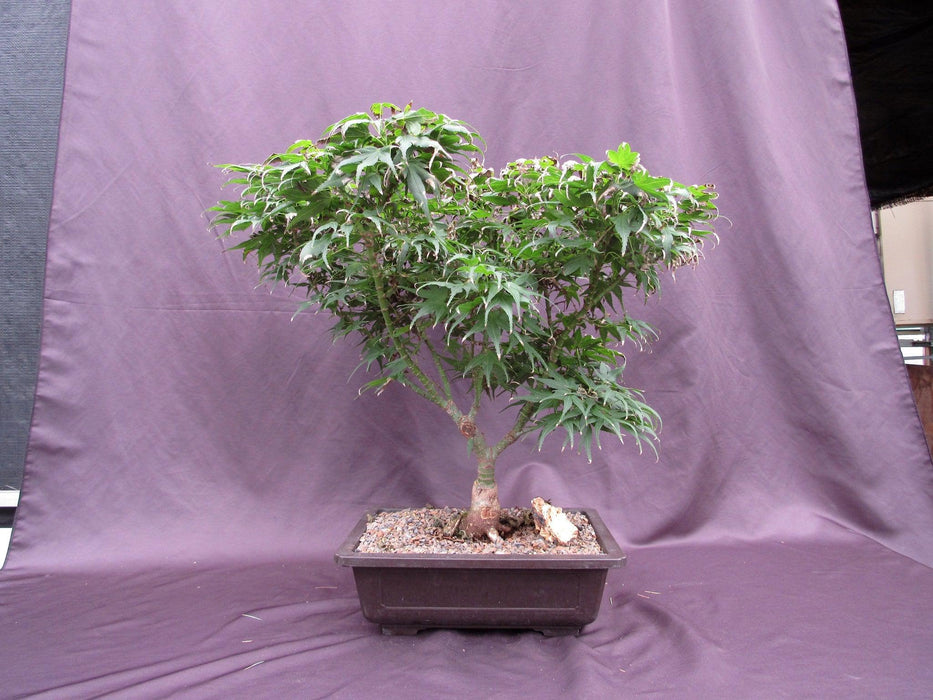 38 Year Old Mikawa Yatsubusa Japanese Maple Specimen Bonsai Tree Profile