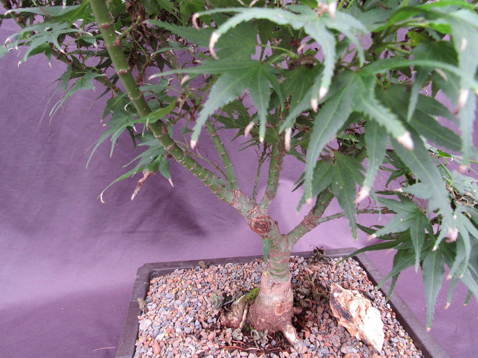 38 Year Old Mikawa Yatsubusa Japanese Maple Specimen Bonsai Tree Branches