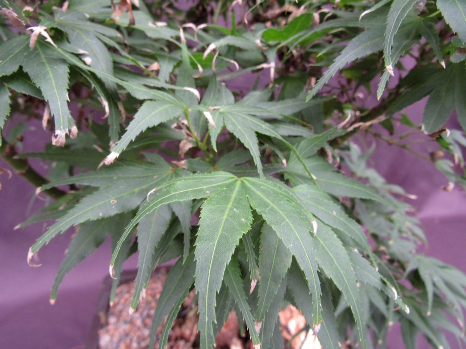 38 Year Old Mikawa Yatsubusa Japanese Maple Specimen Bonsai Tree Leaves