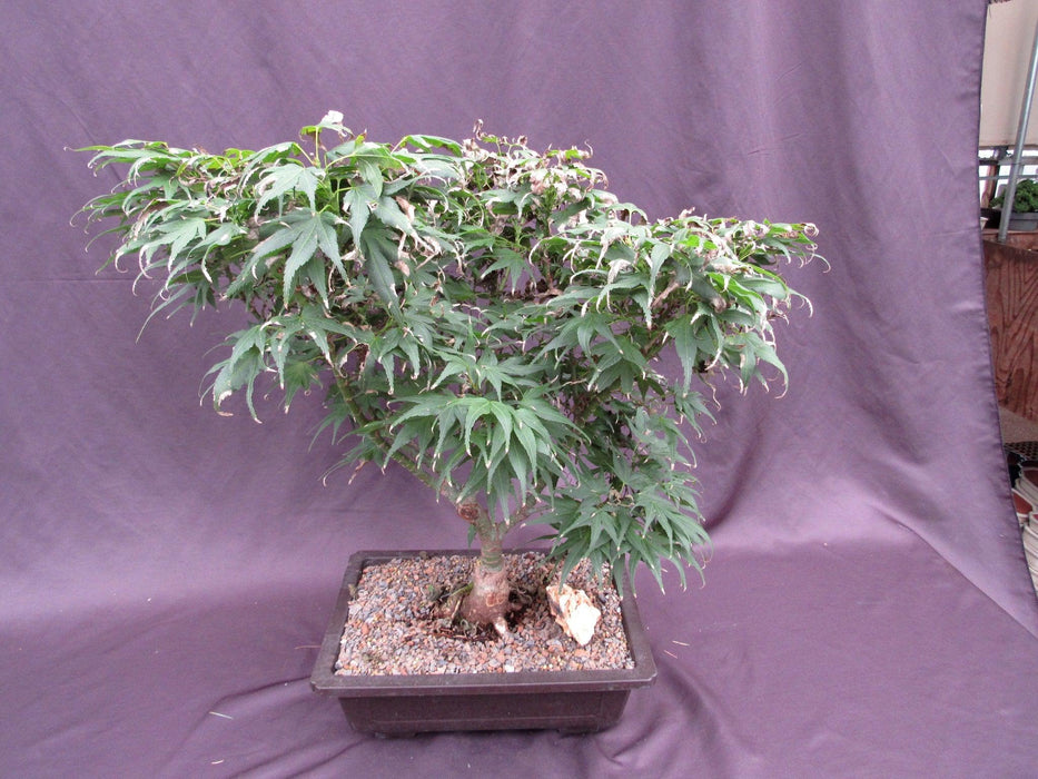 38 Year Old Mikawa Yatsubusa Japanese Maple Specimen Bonsai Tree Summer Canopy